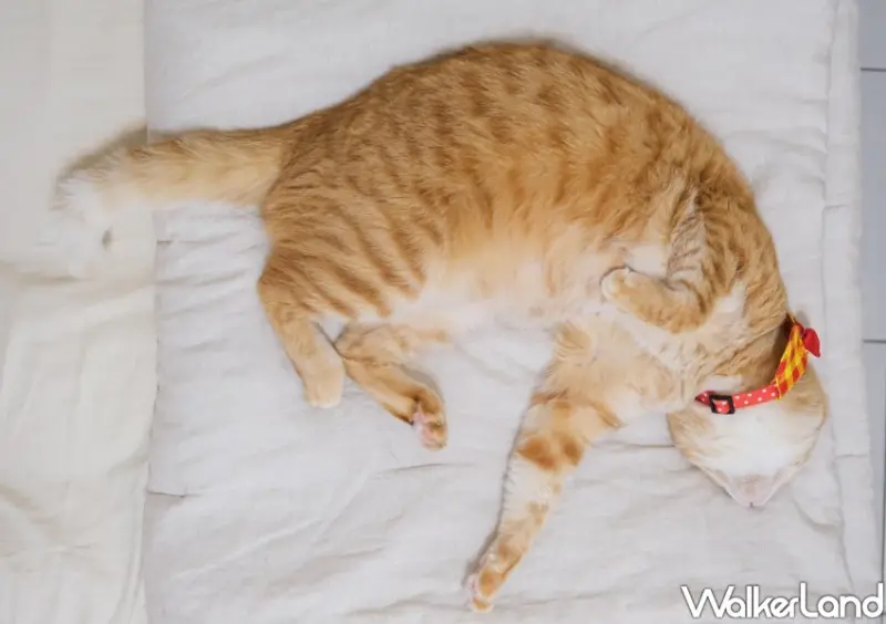 國際貓咪日「橘貓特性」 / WalkerLand窩客島整理提供 未經許可不可轉載