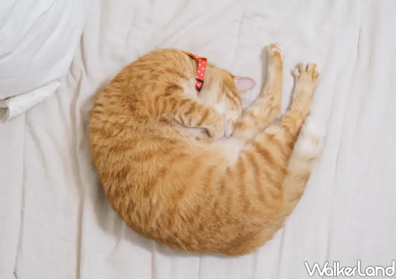 國際貓咪日「橘貓特性」 / WalkerLand窩客島整理提供 未經許可不可轉載