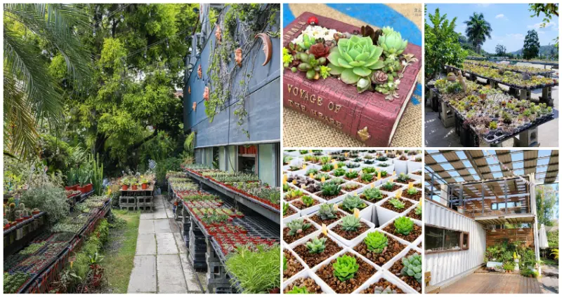 假日就讓多肉療癒你！7間網友最愛「多肉植物秘境」特搜清單，宜蘭超夯「最強療癒製造所」、桃園人激推「文青系多肉基地」，立刻幫你充電身心靈。