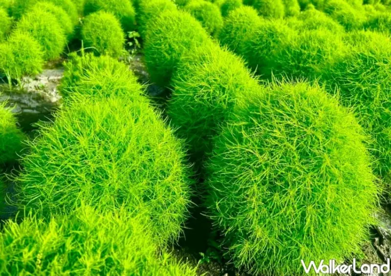 中社觀光花市 / WalkerLand窩客島整理提供 未經許可，不得轉載