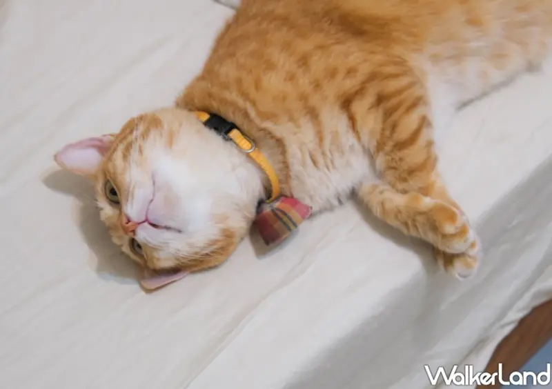 國際貓咪日「橘貓特性」 / WalkerLand窩客島整理提供 未經許可不可轉載