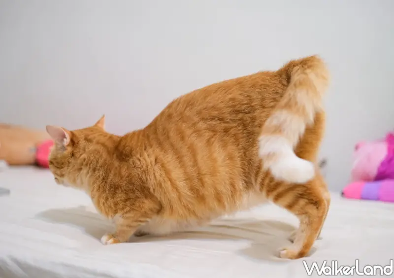 國際貓咪日「橘貓特性」 / WalkerLand窩客島整理提供 未經許可不可轉載