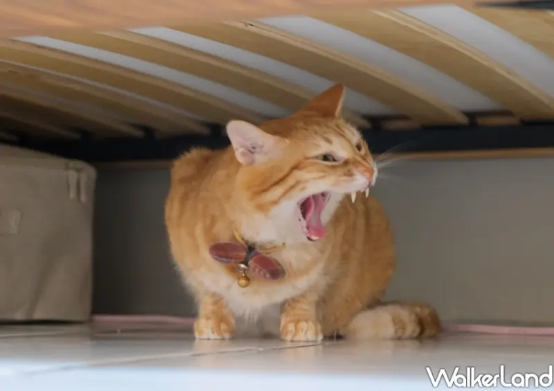 國際貓咪日「橘貓特性」 / WalkerLand窩客島整理提供 未經許可不可轉載