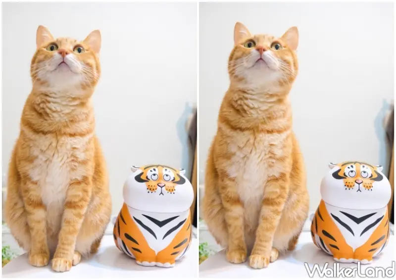 國際貓咪日「橘貓特性」 / WalkerLand窩客島整理提供 未經許可不可轉載