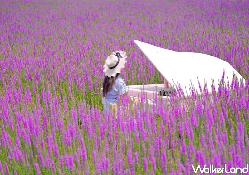 中社觀光花市 / WalkerLand窩客島整理提供 未經許可，不得轉載