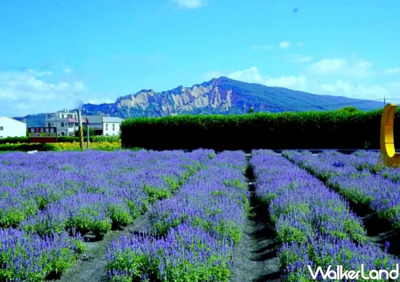中社觀光花市 / WalkerLand窩客島整理提供 未經許可，不得轉載