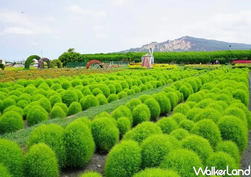 中社觀光花市 / WalkerLand窩客島整理提供 未經許可，不得轉載