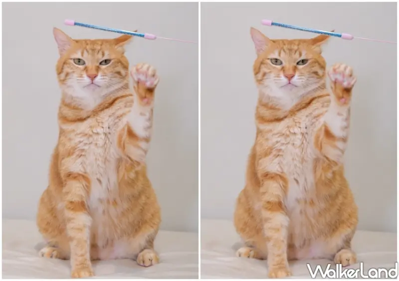 國際貓咪日「橘貓特性」 / WalkerLand窩客島整理提供 未經許可不可轉載