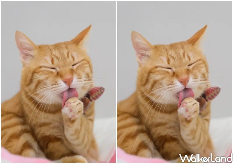 國際貓咪日「橘貓特性」 / WalkerLand窩客島整理提供 未經許可不可轉載
