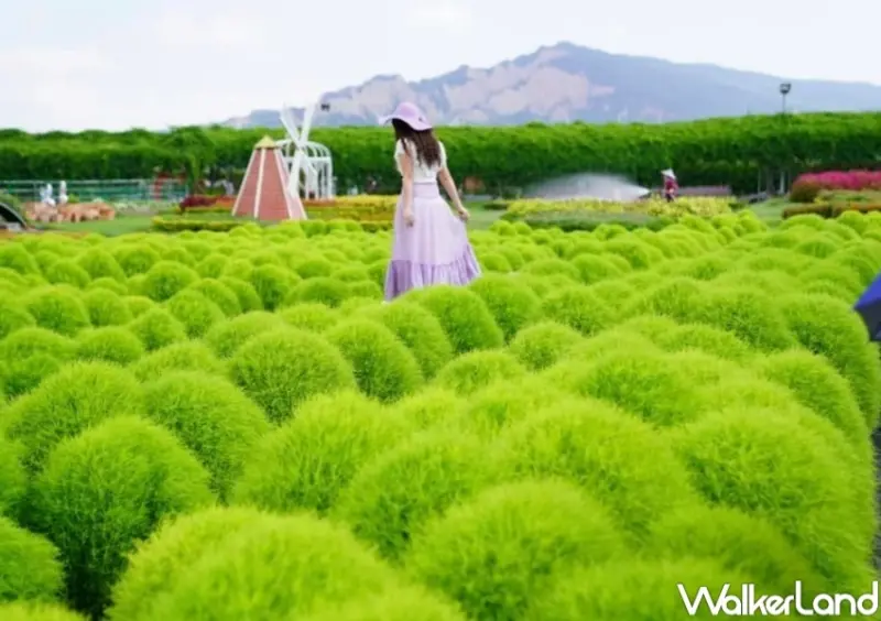 中社觀光花市 / WalkerLand窩客島整理提供 未經許可，不得轉載