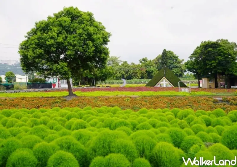 中社觀光花市 / WalkerLand窩客島整理提供 未經許可，不得轉載