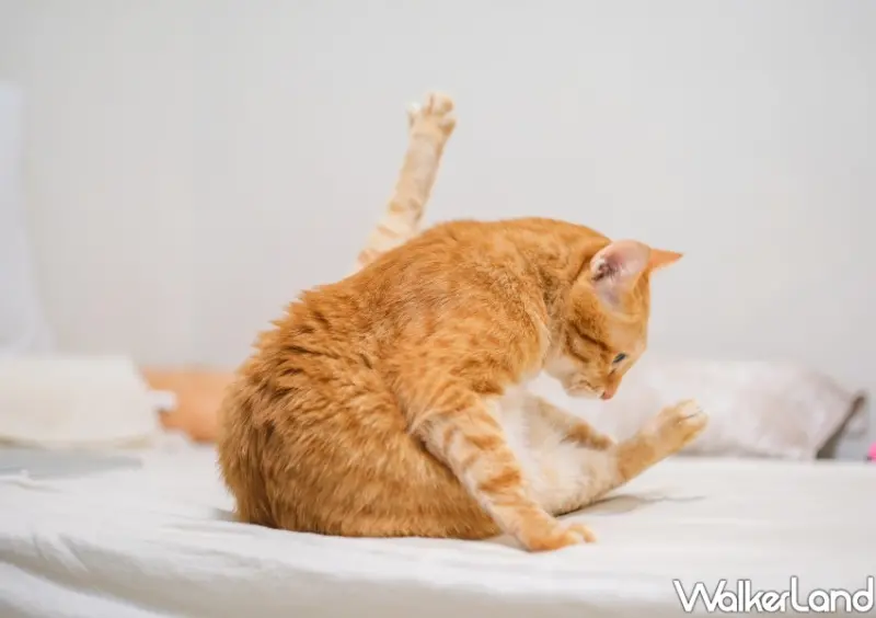 國際貓咪日「橘貓特性」 / WalkerLand窩客島整理提供 未經許可不可轉載