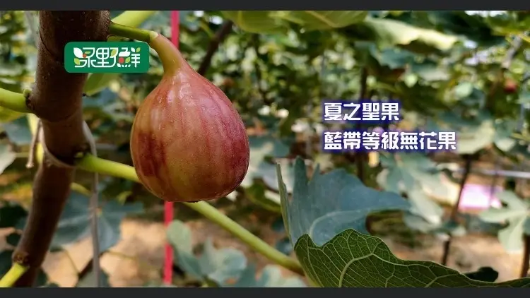 中秋節烤肉解膩新選擇! 