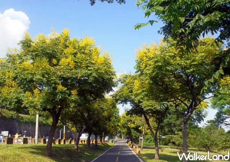 雙北黃金雨「台灣欒樹」打卡地點 / WalkerLand窩客島整理提供 未經許可不可轉載