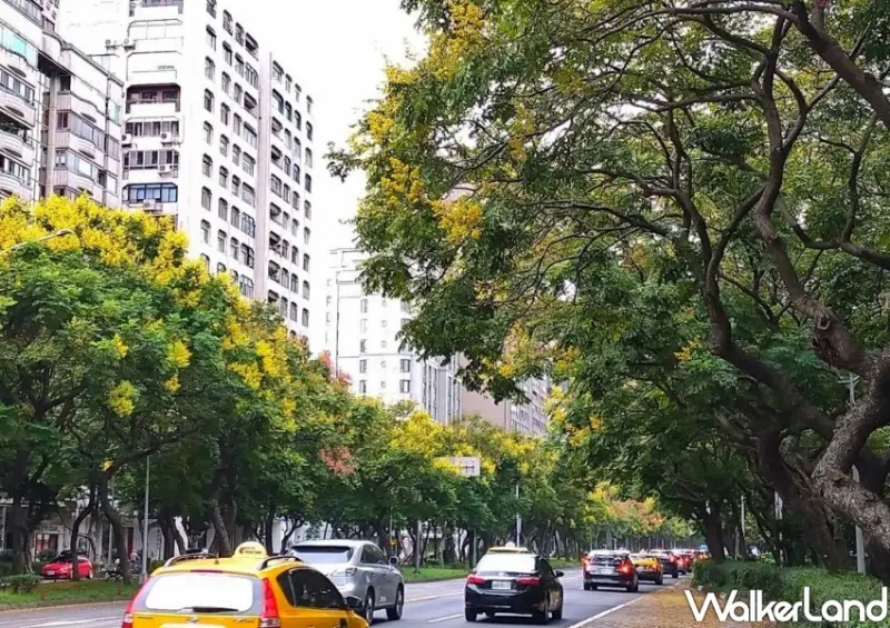 雙北黃金雨「台灣欒樹」打卡地點 / WalkerLand窩客島整理提供 未經許可不可轉載