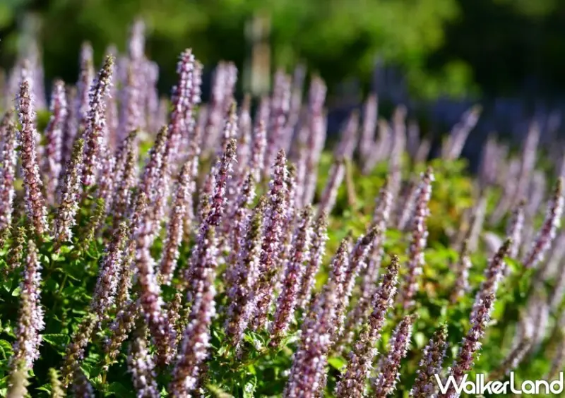 2023苗栗獅潭仙草花節免費入場 / WalkerLand窩客島整理提供 未經許可不可轉載