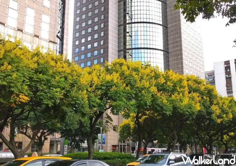 雙北黃金雨「台灣欒樹」打卡地點 / WalkerLand窩客島整理提供 未經許可不可轉載