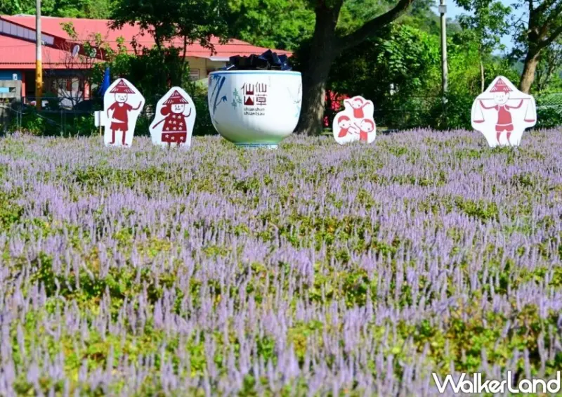 2023苗栗獅潭仙草花節 交通接駁時間 / WalkerLand窩客島整理提供 未經許可不可轉載