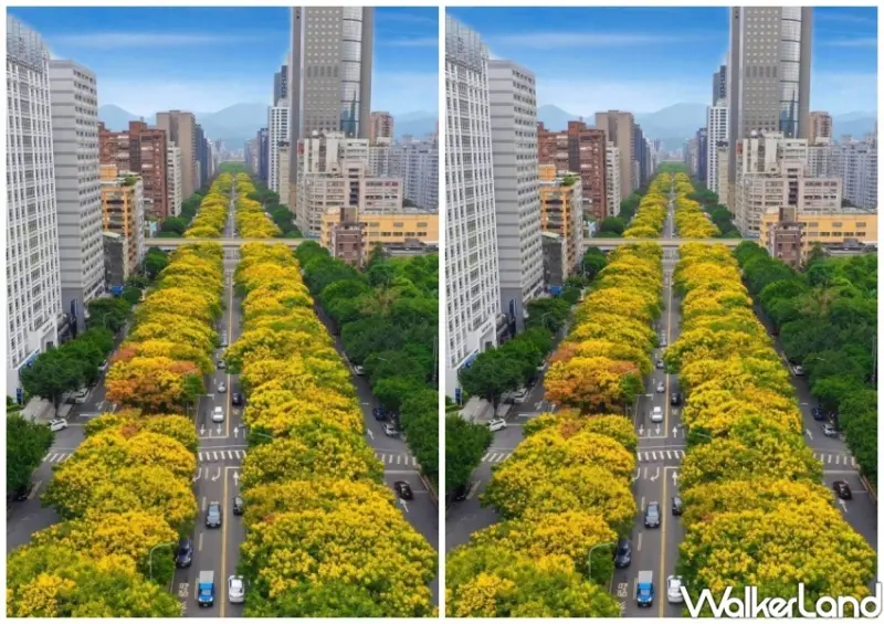 雙北黃金雨「台灣欒樹」打卡地點 / WalkerLand窩客島整理提供 未經許可不可轉載