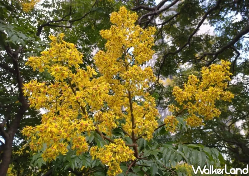 雙北黃金雨「台灣欒樹」打卡地點 / WalkerLand窩客島整理提供 未經許可不可轉載