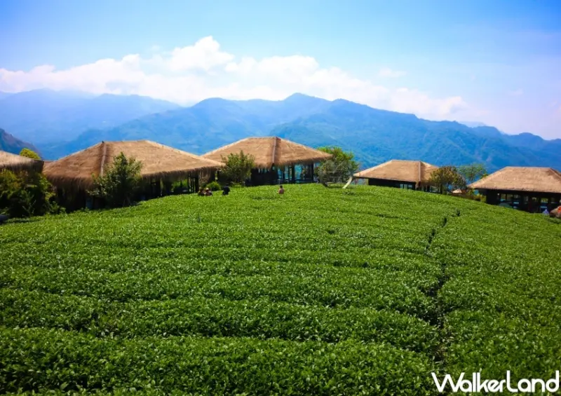 交通部觀光局「凰金」樂齡旅遊 / WalkerLand窩客島提供 未經許可，不得轉載