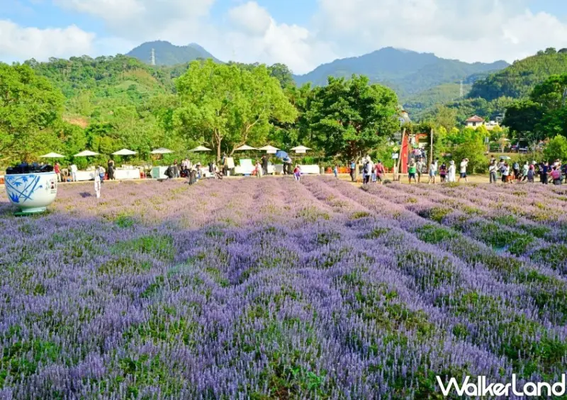 2022苗栗獅潭仙草花節 / WalkerLand窩客島整理提供 未經許可不可轉載