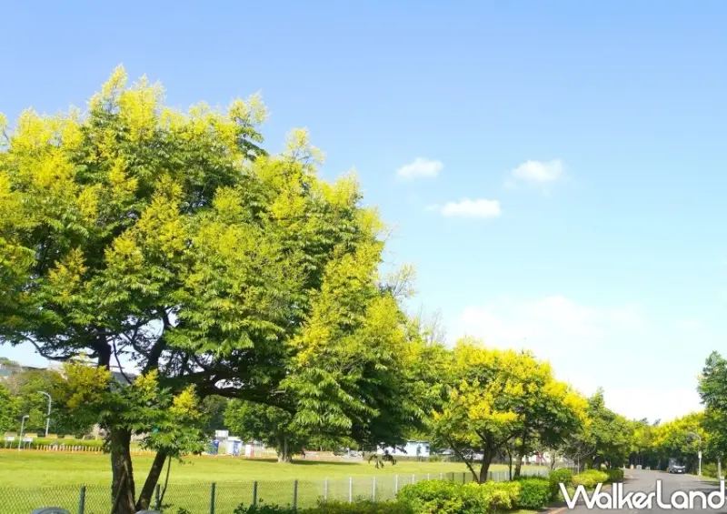 雙北黃金雨「台灣欒樹」打卡地點 / WalkerLand窩客島整理提供 未經許可不可轉載