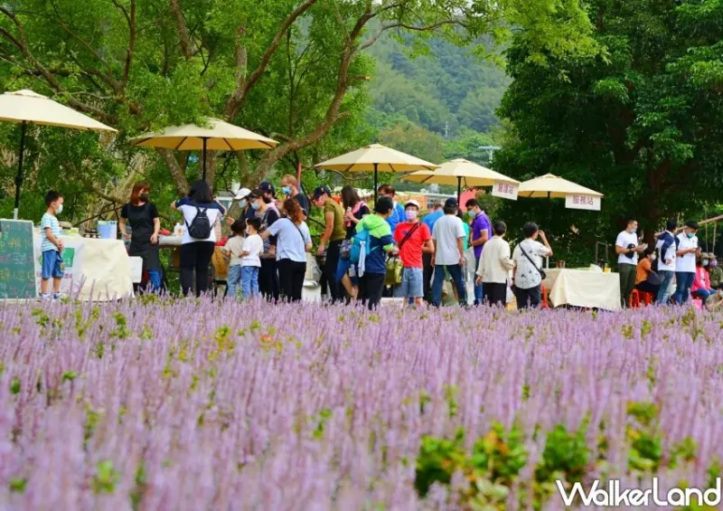 2023苗栗獅潭仙草花節 小農市集 / WalkerLand窩客島整理提供 未經許可不可轉載