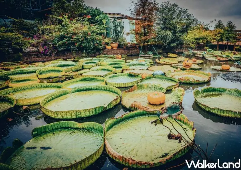 2022桃園觀音萬聖南瓜節/ WalkerLand窩客島整理提供 未經許可不可轉載