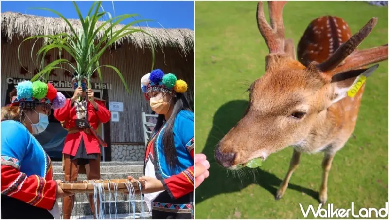 交通部觀光局「凰金」樂齡旅遊 / WalkerLand窩客島提供 未經許可，不得轉載
