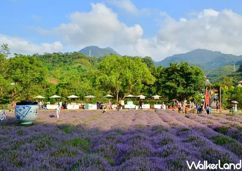 2023苗栗獅潭仙草花節 花海音樂會/ WalkerLand窩客島整理提供 未經許可不可轉載