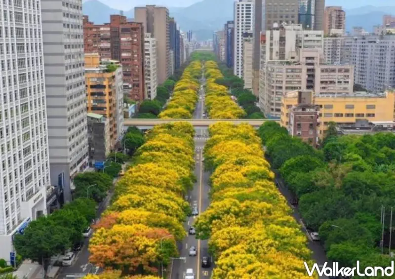 雙北黃金雨「台灣欒樹」打卡地點 / WalkerLand窩客島整理提供 未經許可不可轉載