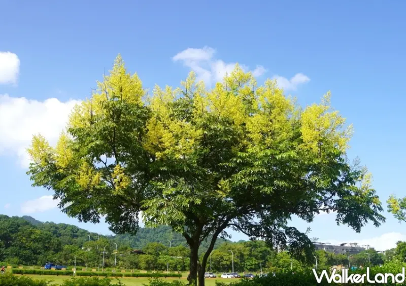 雙北黃金雨「台灣欒樹」打卡地點 / WalkerLand窩客島整理提供 未經許可不可轉載
