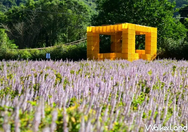 2023苗栗獅潭仙草花節 / WalkerLand窩客島整理提供 未經許可不可轉載