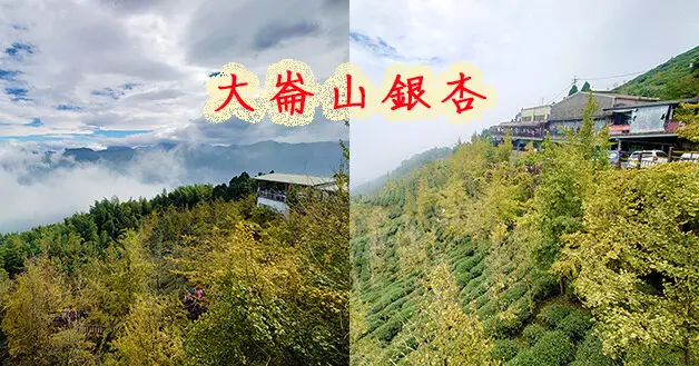 【南投景點】大崙山銀杏季，武岫農圃、銀杏森林(寵物友善餐廳景點)，每到秋天銀杏轉黃季節，大崙山更是觀賞銀杏熱門景點，滿山銀杏林和翠綠茶園相輝映。南投親子旅遊景點