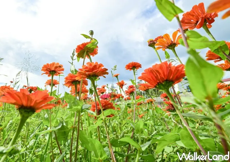 2023桃園花彩節「花舞童話」 / WalkerLand窩客島整理提供 未經許可不可轉載