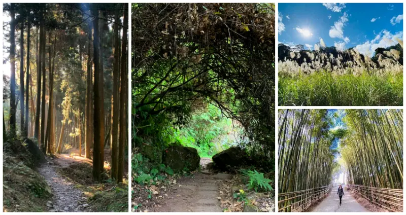 泰安秘境這樣玩！苗栗7個森林系「泰安打卡景點」超療癒，飽覽聖稜線「古戰場步道」、台版小嵐山「茂密綠竹林」，好玩程度更勝泡溫泉。
