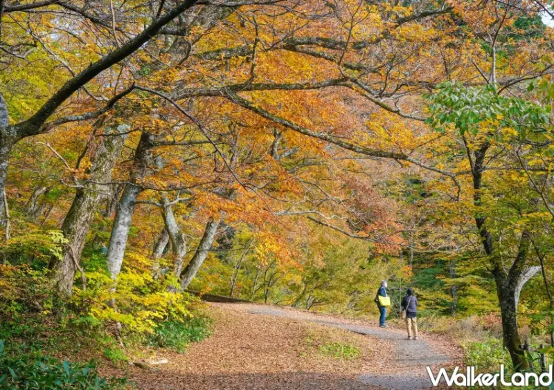 日本旅遊「鳥取⼤山寺賞楓」 / WalkerLand窩客島整理提供 未經許可不可轉載
