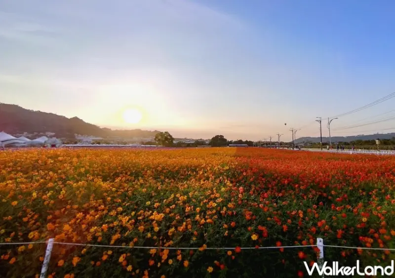 臺中國際花毯節 / WalkerLand窩客島整理提供 未經許可，不得轉載