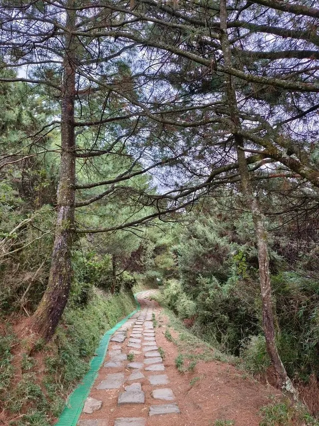 南投步道必訪推薦：塔塔加步道 / WalkerLand窩客島整理提供 未經許可不可轉載