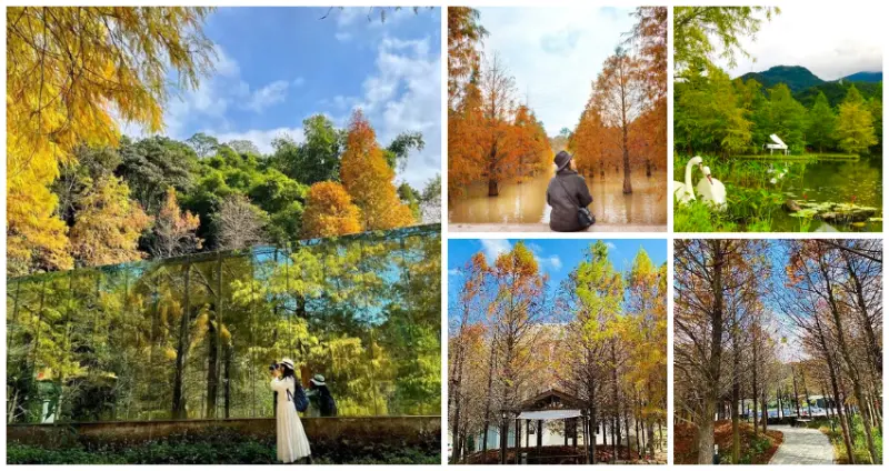 完美避開人群！網美必拍7個「新竹、苗栗落羽松秘境」全攻略，新竹最壯觀「落羽松農場」、苗栗仙氣爆棚「水灣落羽松」，內行人都先衝一波了。