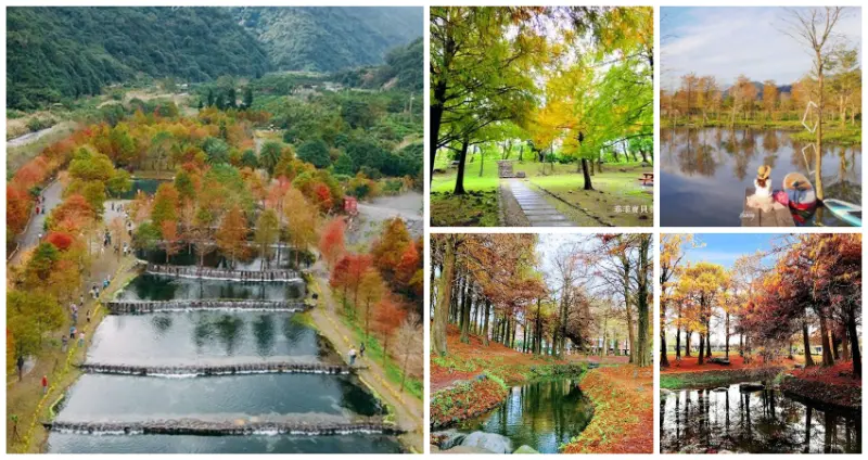 最美落羽松追起來！網美必訪7個「宜蘭落羽松秘境」全攻略，人氣夯爆「三層坪落羽松」已開園、壯觀絕倫「安農溪落羽松」，隨便拍都零死角。