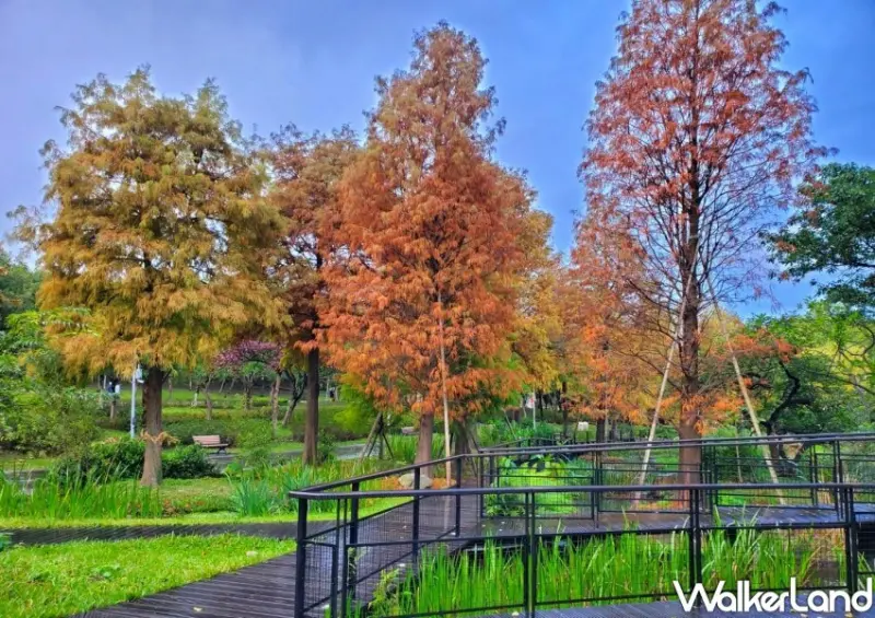 大安森林公園「落羽松步道」 / WalkerLand窩客島整理提供 未經許可不可轉載