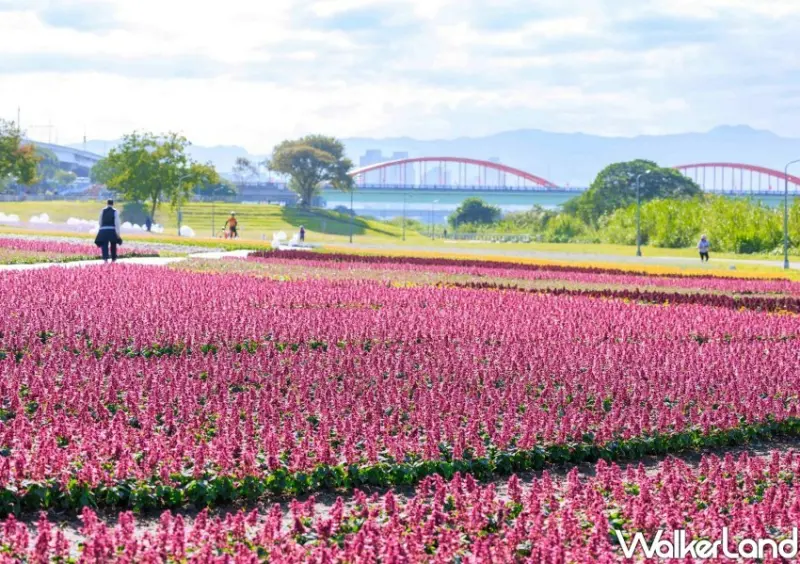 古亭河濱公園花海 / WalkerLand窩客島整理提供 未經許可不可轉載
