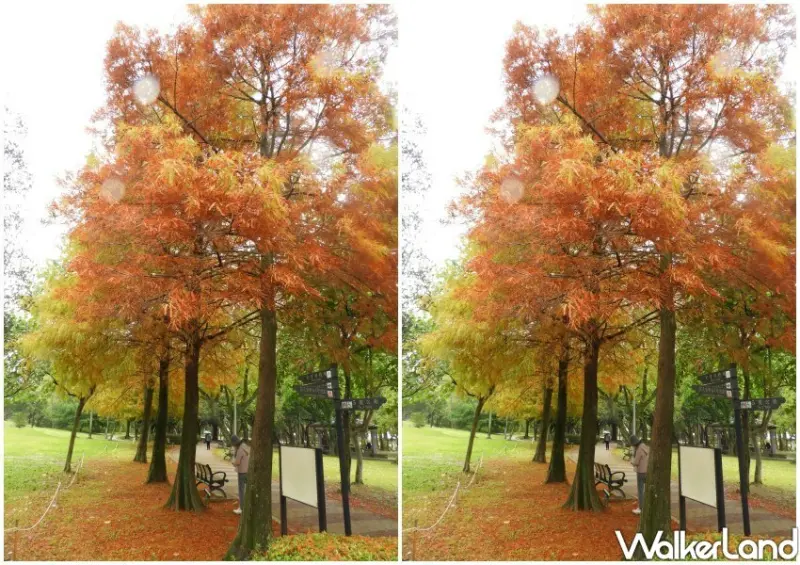 大安森林公園「落羽松步道」 / WalkerLand窩客島整理提供 未經許可不可轉載