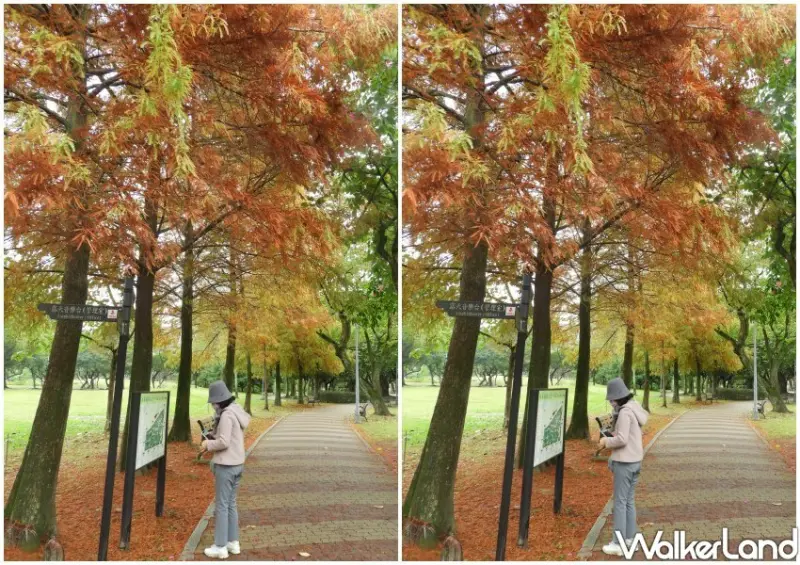 大安森林公園「落羽松步道」 / WalkerLand窩客島整理提供 未經許可不可轉載