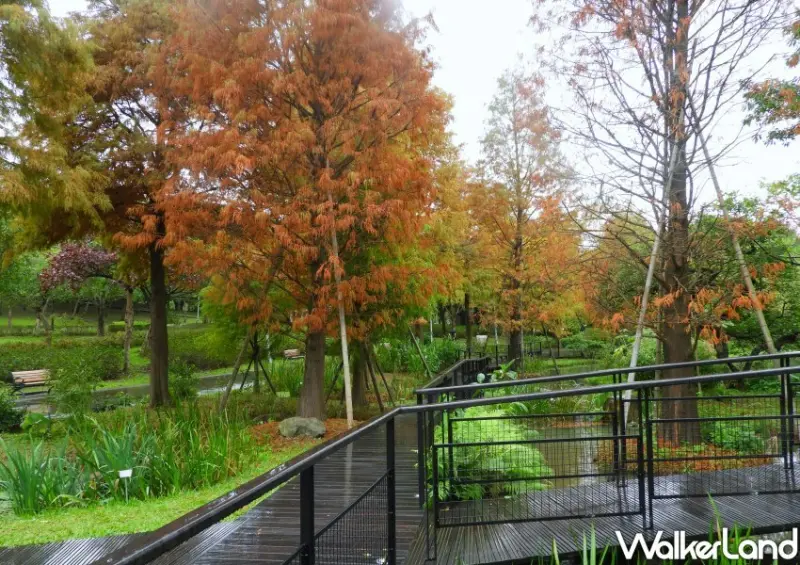 大安森林公園「落羽松步道」 / WalkerLand窩客島整理提供 未經許可不可轉載