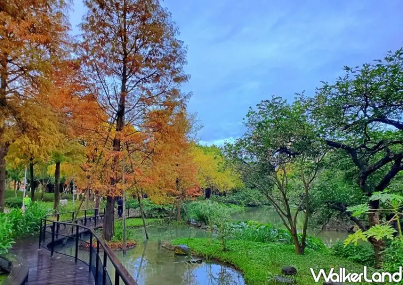 大安森林公園「落羽松步道」 / WalkerLand窩客島整理提供 未經許可不可轉載