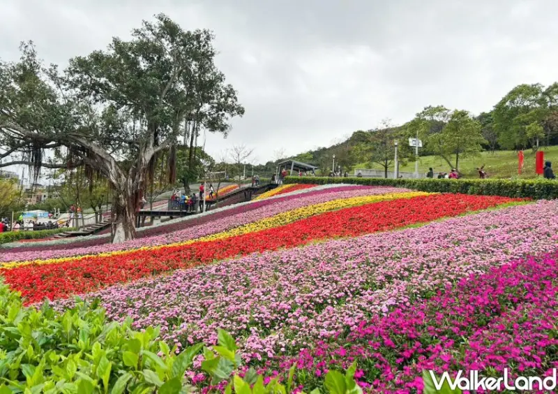 北投三層崎花海 / WalkerLand窩客島整理提供 未經許可不可轉載