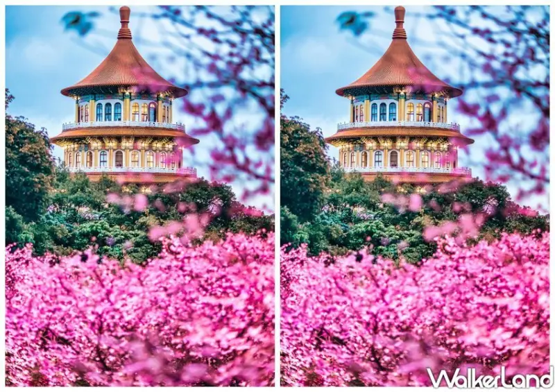 2024天元宮櫻花季 / WalkerLand窩客島整理提供 未經許可不可轉載